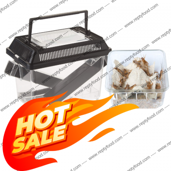 TERRA EXOTICA CRICKET PEN SMALL + DOSE GRILLI