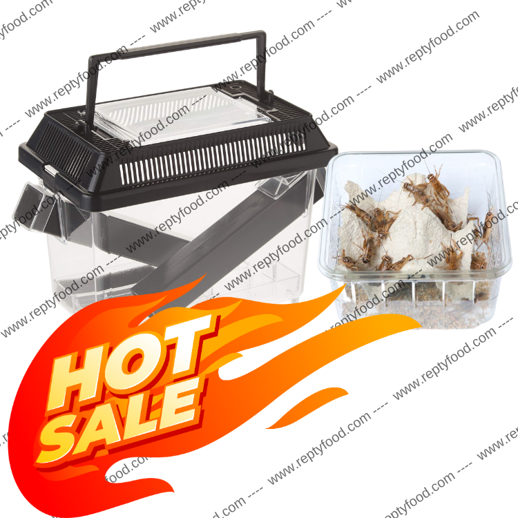 TERRA EXOTICA CRICKET PEN SMALL + DOSE GRILLI + CRIKET FOOD + ACQUAGEL