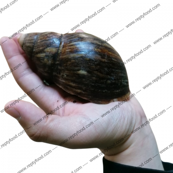 ACHATINA ACHATINA - LUMACA GIGANTE AFRICANA