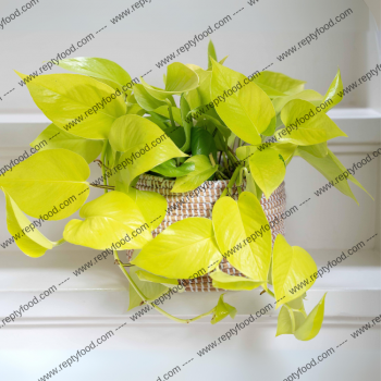 GOLDEN POTHOS - PIANTE DA TERRARIO