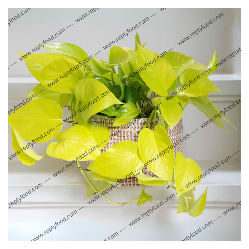 GOLDEN POTHOS - PIANTE DA TERRARIO