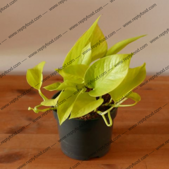 GOLDEN POTHOS - PIANTE DA TERRARIO