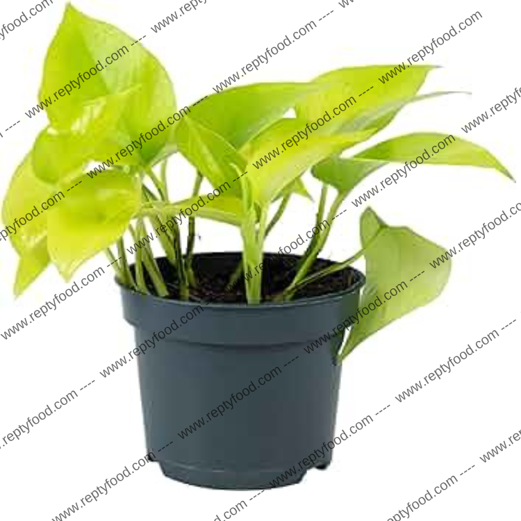 GOLDEN POTHOS - PIANTE DA TERRARIO