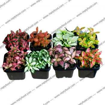 FITTONIA MIX COLOR - PIANTA DA TERRARIO