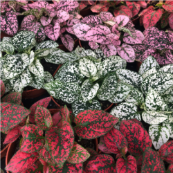 FITTONIA MIX COLOR - PIANTA DA TERRARIO FITTONIA MIX COLOR - PIANTA DA TERRARIO