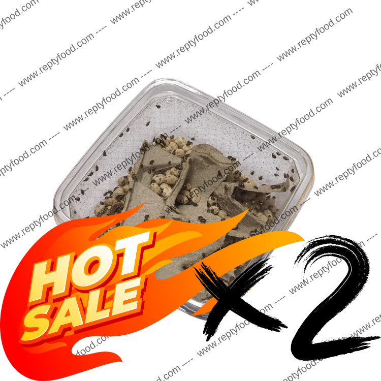 2 TONCHI DEL FAGIOLO - INSETTI DA PASTO