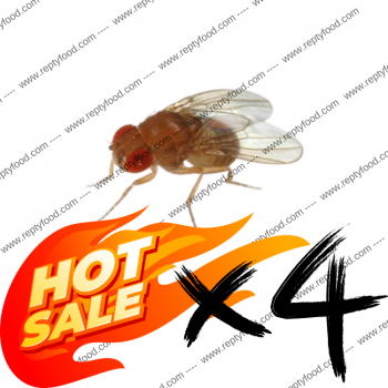 4 DROSOPHILE - INSETTI DA PASTO