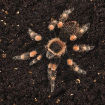 HABISTAT SPIDER BEDDING