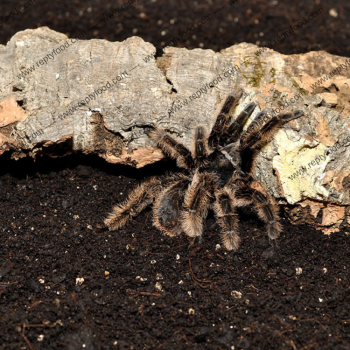 HABISTAT SPIDER BEDDING