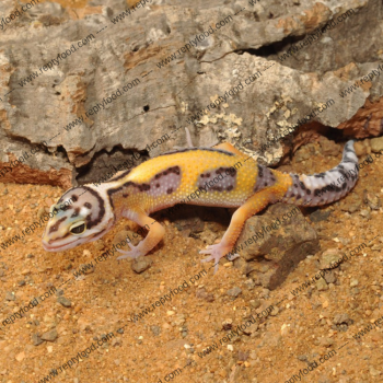 HABISTAT LEOPARD GECKO BEDDING - SUBSTARTO PER LEOPARDINI