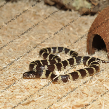 HABISTAT SNAKE BEDDING - SUBSTARTO PER SERPENTI