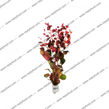 LUDWIGIA REPENS SUPER RED - PIANTA PER ACQUARI