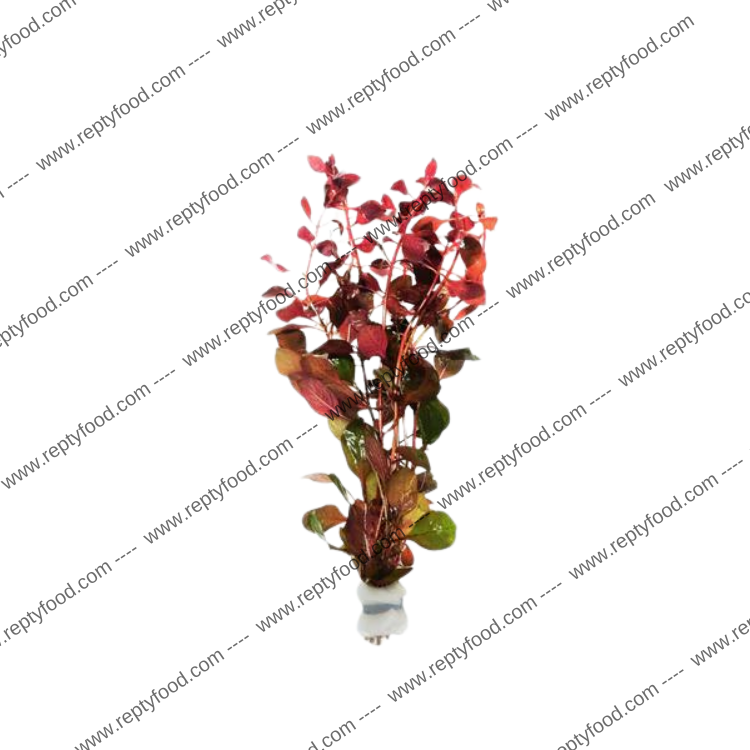 LUDWIGIA REPENS SUPER RED - PIANTA PER ACQUARI