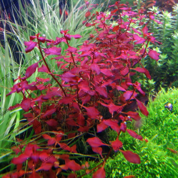 LUDWIGIA REPENS SUPER RED - PIANTA PER ACQUARI