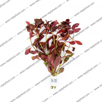 LUDWIGIA PERUENSIS - PIANTA PER ACQUARI