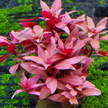 LUDWIGIA PERUENSIS - PIANTA PER ACQUARI