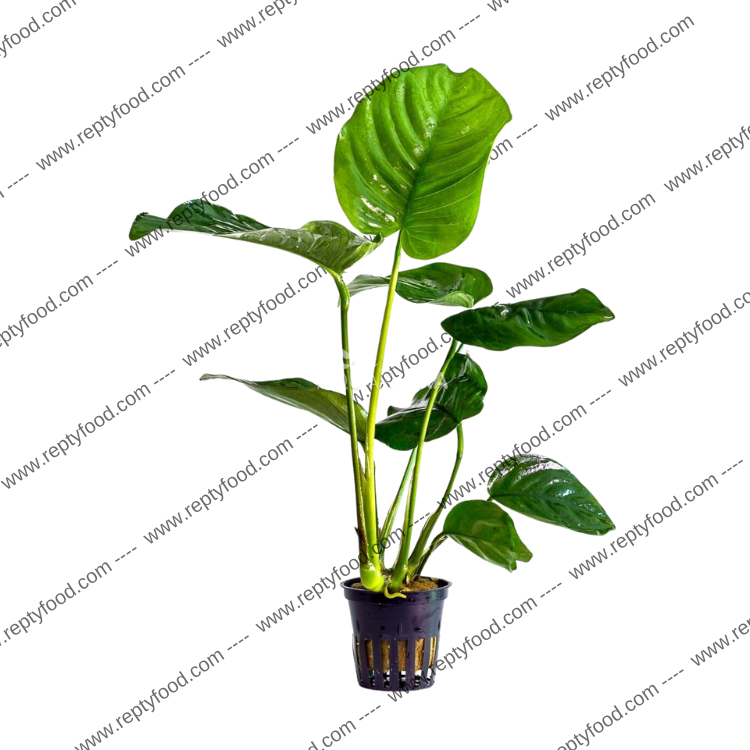 ANUBIAS MIX DA 10 PEZZI - PIANTE PER ACQUARI