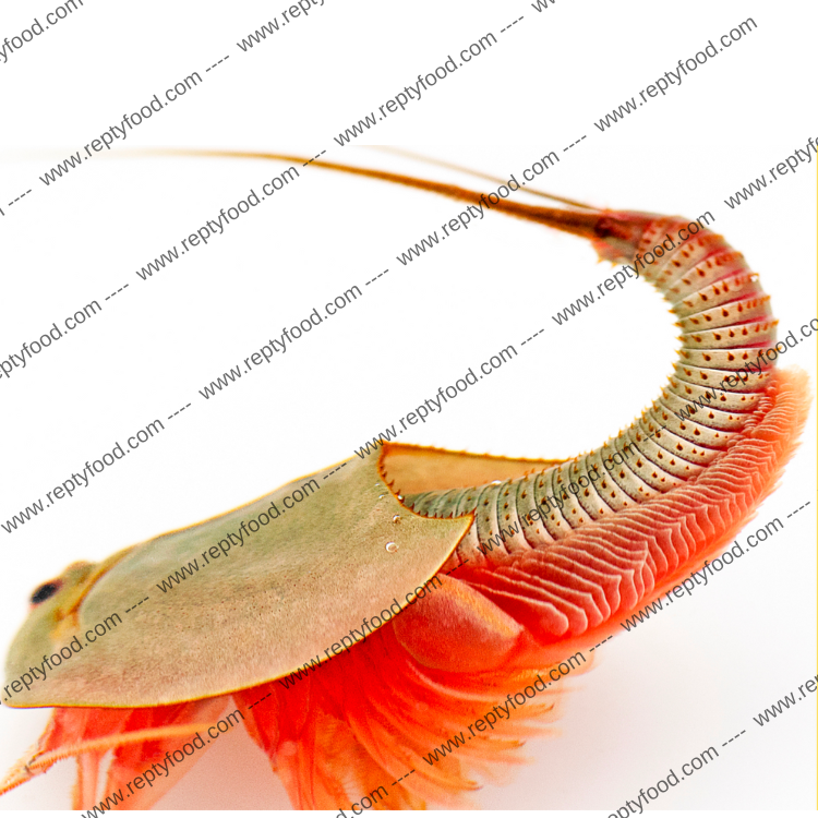 TRIOPS CANCRIFORMIS