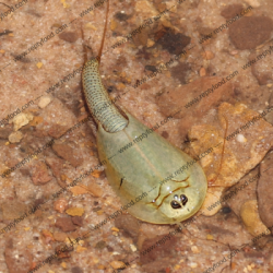 Triops cancriformis: Fossili viventi facili da allevare | ReptyFood