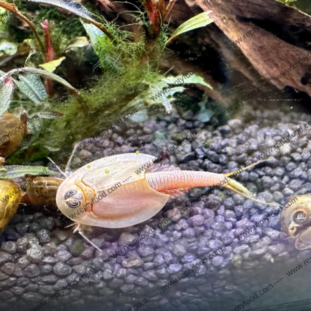 TRIOPS GRANARIUS