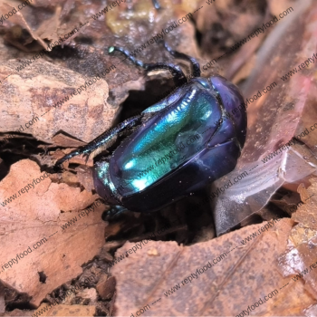 CETONISCHEMA SPECIOSA CYANOCHLORA - COPPIA