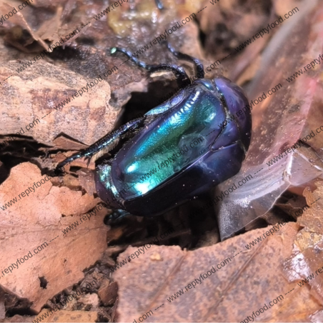 CETONISCHEMA SPECIOSA CYANOCHLORA