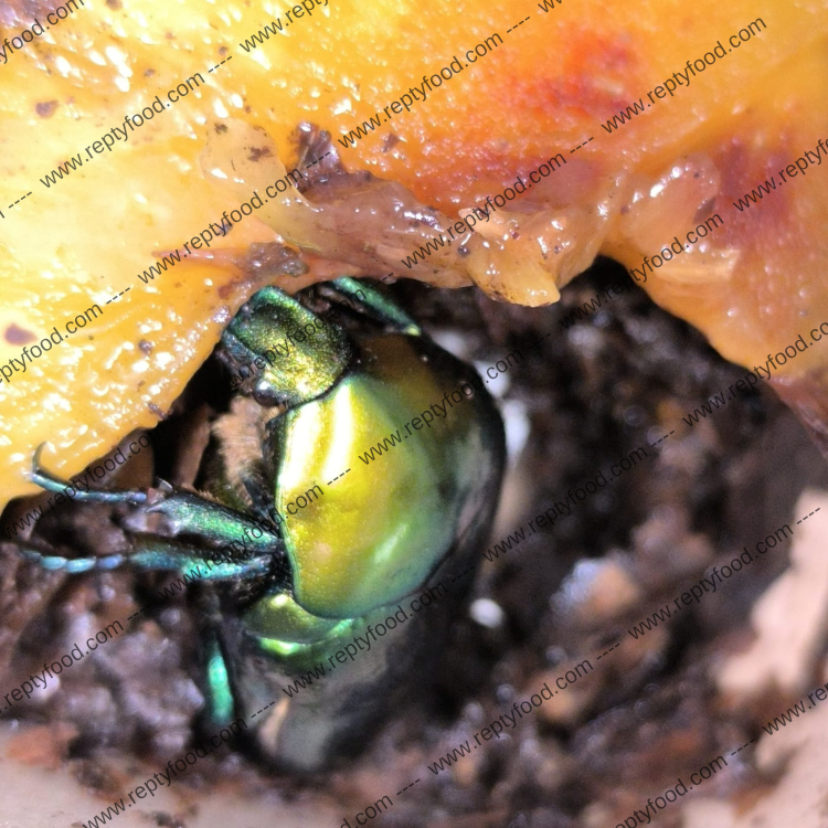 CETONISCHEMA SPECIOSA VENUSTA- COPPIA