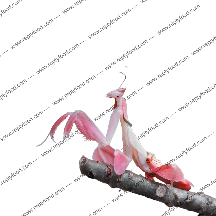 HYMENOPUS CORONATUS - MANTIDE ORCHIDEA BABY