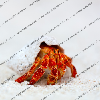 COENOBITA PERLATUS - PAGURO DI TERRA