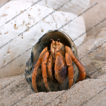 COENOBITA CLYPEATUS - PAGURO DI TERRA