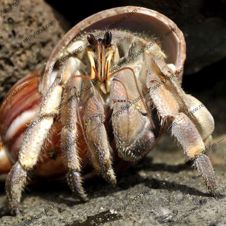 COENOBITA RUGOSUS - PAGURO DI TERRA