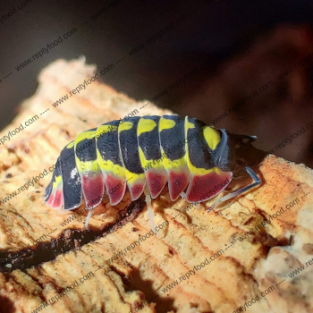 MERULANELLA RED DIABLO - ISOPODO DEL VIETNAM