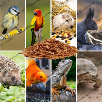 TARME DELLA FARINA ESSICCATE 100GR - INSETTI DA PASTO