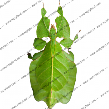 PHYLLIUM GIGANTEUM - INSETTO FOGLIA GIGANTE