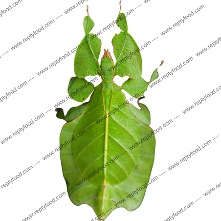 PHYLLIUM GIGANTEUM - INSETTO FOGLIA GIGANTE