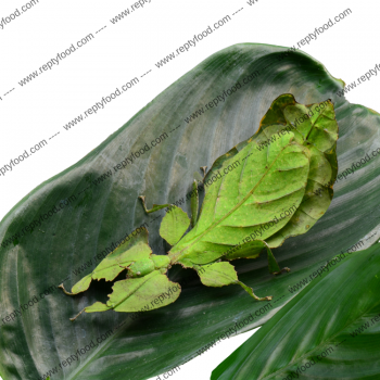 PHYLLIUM GIGANTEUM - INSETTO FOGLIA GIGANTE