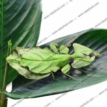 PHYLLIUM GIGANTEUM - INSETTO FOGLIA GIGANTE