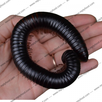 ARCHISPIROSTREPTUS GIGAS - MILLEPIEDI GIGANTE AFRICANO