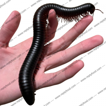 ARCHISPIROSTREPTUS GIGAS - MILLEPIEDI GIGANTE AFRICANO