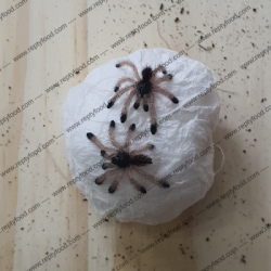 AVICULARIA METALLICA SLING - TARANTOLA ARBORICOLA DEL SUD AMERICA
