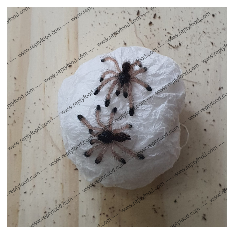 AVICULARIA METALLICA SLING - TARANTOLA ARBORICOLA DEL SUD AMERICA