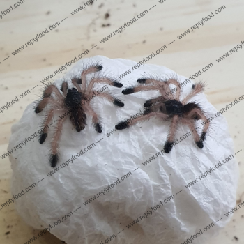 AVICULARIA METALLICA SLING - TARANTOLA ARBORICOLA DEL SUD AMERICA