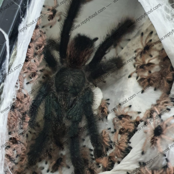 AVICULARIA METALLICA SLING - TARANTOLA ARBORICOLA DEL SUD AMERICA