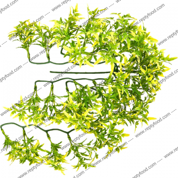 KOMODO  PIANTA DI CROTON 60 CM