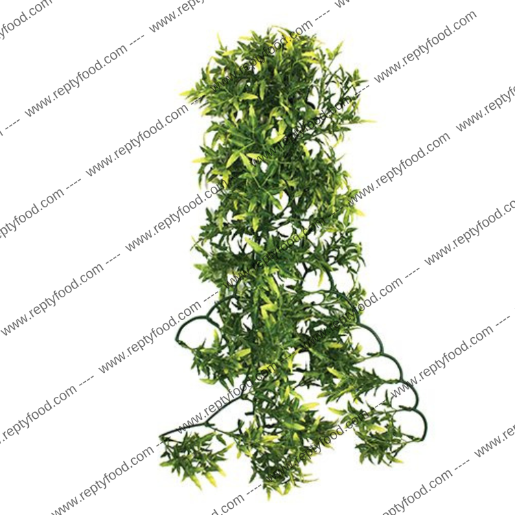 KOMODO PIANTA DI CROTON 60 CM