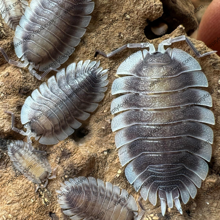 PORCELLIO WERNERI - ISOPODI TROPICALI