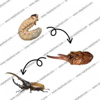 LARVA DYNASTES HERCULES