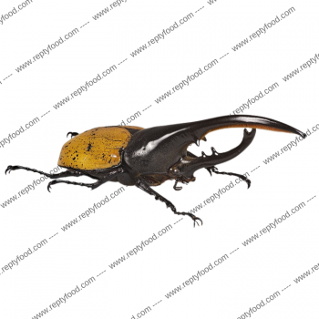 LARVA DYNASTES HERCULES