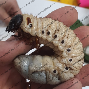 LARVA DYNASTES HERCULES