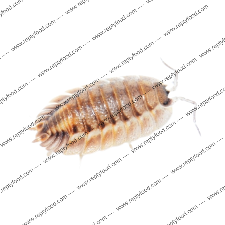 PORCELLIO SPATULATUS "COROS" - ISOPODI TROPICALI